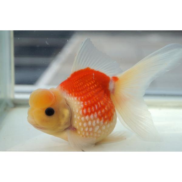 金魚　浜錦　サラサ柄　一点物（全長約12cm　中国産）オス