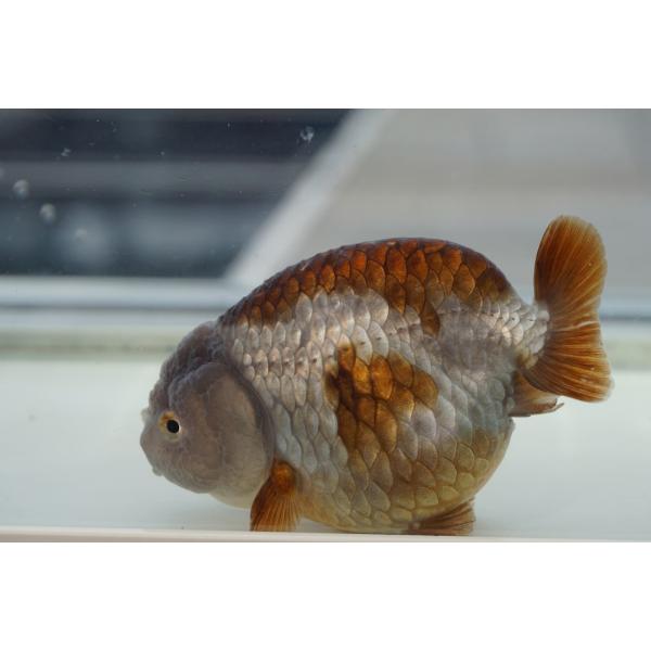 金魚　ランチュウ 　メノウ柄　一点物（全長約9cm　中国産)　メス