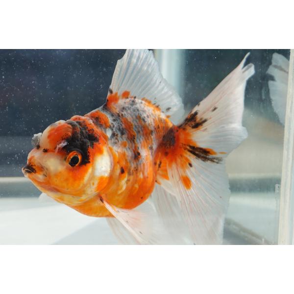 金魚　キャリコ柄オランダブロードテール　一点物（全長約11cm）中国産　オス