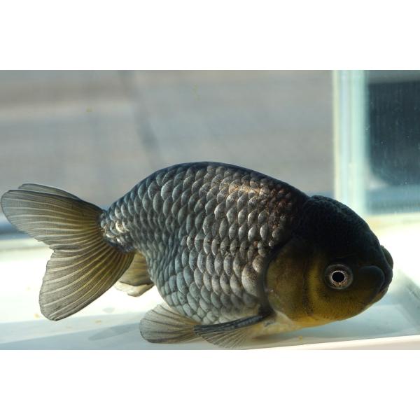 国産　金魚　二才青ランチュウ　一点物（全長約13cm　深見産) 　オス