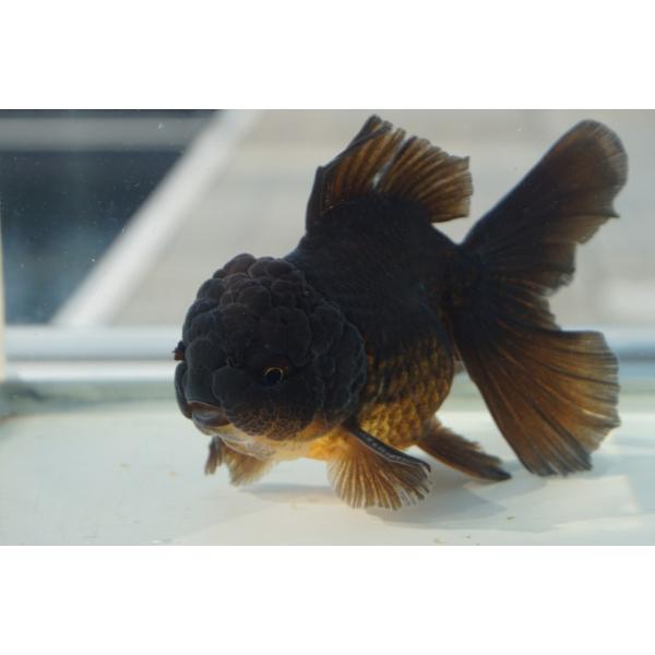 国産　金魚　二才黒オランダブロードテール　一点物（全長約13cm)　三重・後藤氏　オス