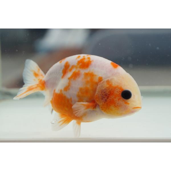 金魚　ランチュウ 　もみじ　一点物（全長約9cm　中国産)　