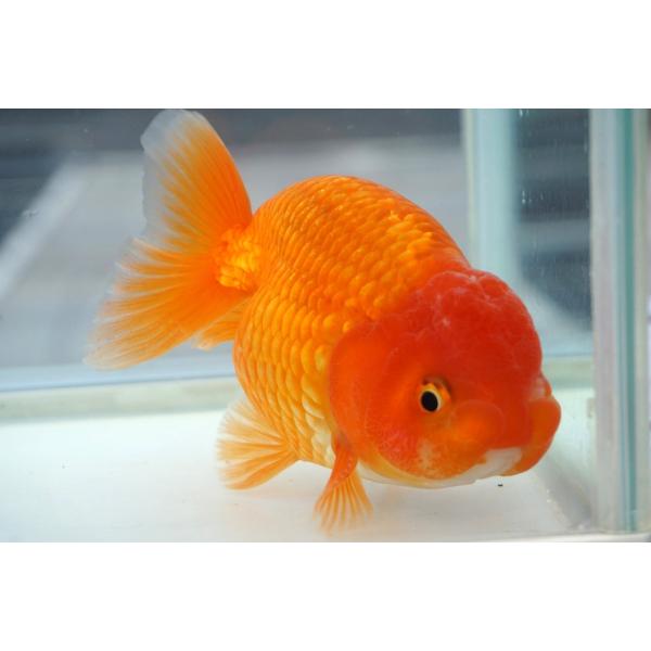 国産金魚　ランチュウ　三才　一点物（全長約13cm　弥冨産　加藤氏) オス　