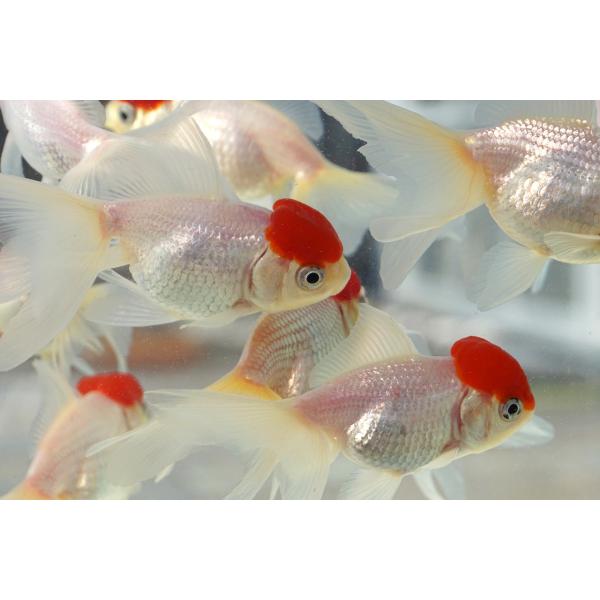 国産 金魚　二才　高頭丹頂　（全長約10-11cm）飯田産　棚田氏　選りなし