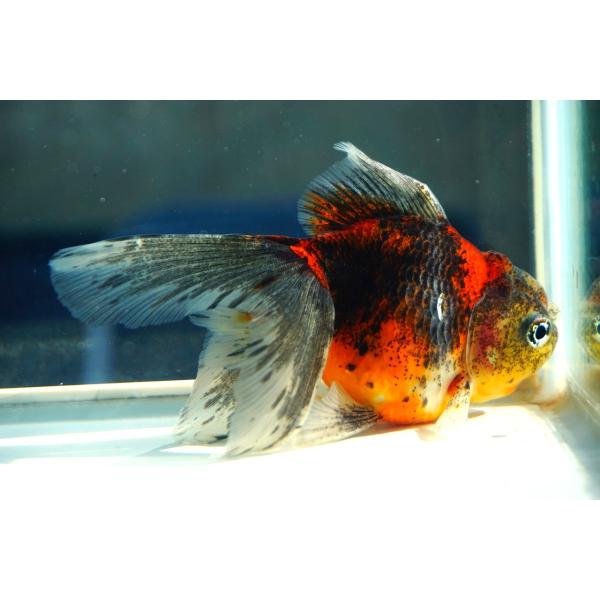 金魚　東錦ブロードテール　一点物（全長約12cm）中国産　メス
