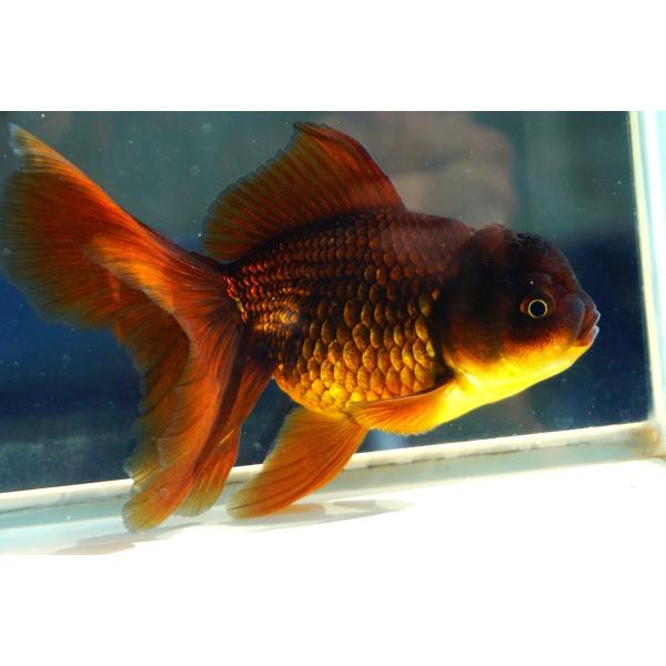 国産金魚　茶金　一点物（全長約14cm　弥冨産）メス
