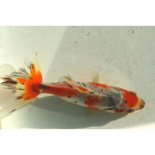 国産金魚　銀鱗キャリコ和金　二才　一点物（全長約10cm）愛知県産　