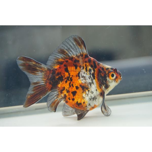 国産金魚　キャリコ玉サバ　 一点物（全長約8cm　弥富産）