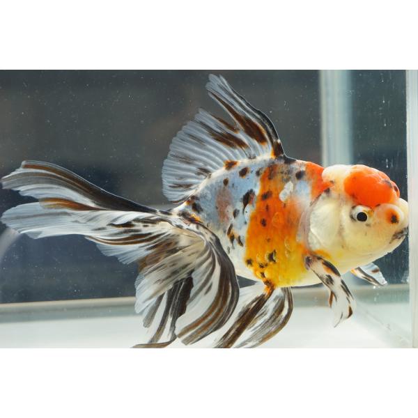 国産 金魚 三才東錦 一点物（全長約14cm 飯田産・棚田氏）オス : や