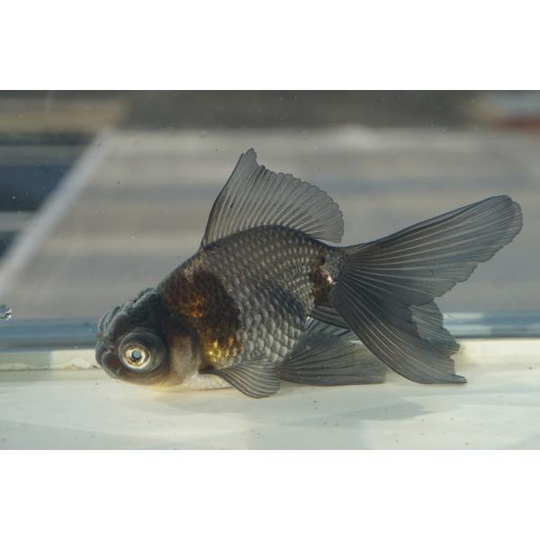 国産金魚　竜眼　（全長約12cm　浜松産）オス　