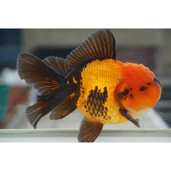 国産金魚　二才伊勢オランダ　赤黒柄　一点物（全長約15cm)　三重県・後藤氏 オス