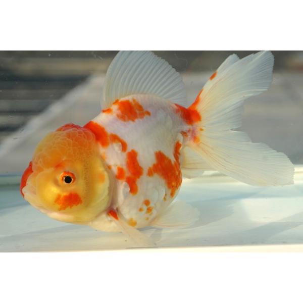 国産金魚　桜東錦　二才　一点物（全長約15cm）三重・後藤氏 オス