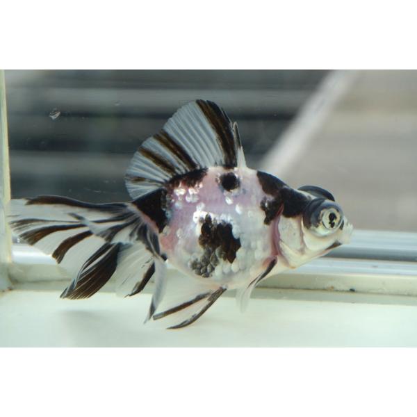 金魚 蝶尾 チョービ 水墨パンダ柄 一点物（全長約10cm）中国産 : や