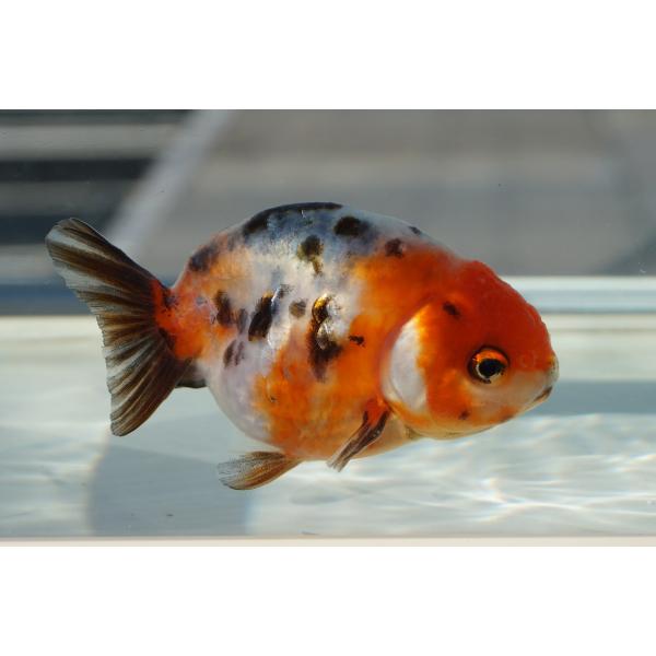 金魚　江戸錦　変わり柄　一点物（全長約8.5cm）中国産　