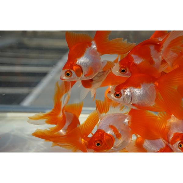 飯田産の二才琉金　サラサの2匹セットです。赤色もしっかりと出ていてサラサ柄も見ごたえあります。今後も色の変化が楽しめる琉金たちです。選りなしです。サイズ：全長約7cm産地　：飯田市　棚田氏　作・日曜日、月曜日の到着のご指定はできません。・で...