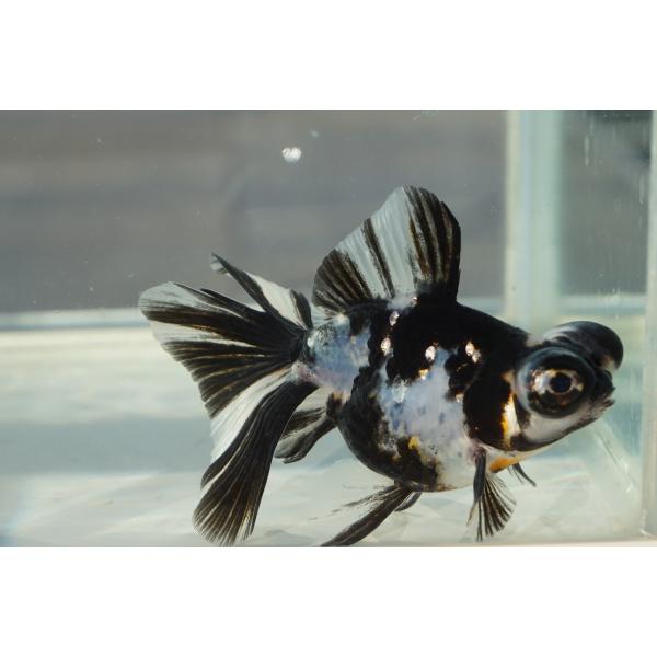 金魚 蝶尾 チョービ 水墨パンダ柄 一点物（全長約8.5cm）中国産 : や