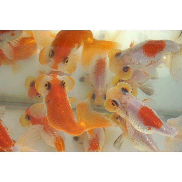 弥冨産の水泡眼2匹セットです。サラサと素赤柄の2匹セットです。愛嬌がある顔つきで泳ぎ方もかわいいです。選りなし全長約7―8cm産地：弥富産・日曜日、月曜日の到着のご指定はできません。・できる限り最短でお受け取りができる時間を　ご指定ください...