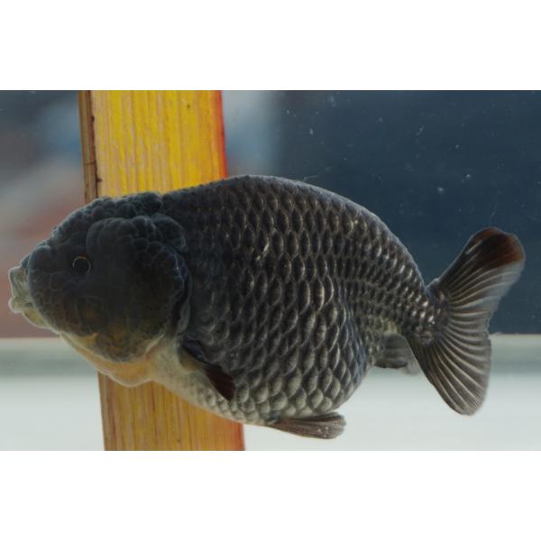 金魚　青ランチュウ　一点物（全長約9cm　中国産) オス