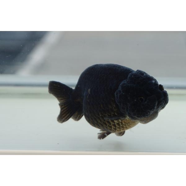 金魚　黒ランチュウ　一点物（全長約9.5cm　中国産) 　メス