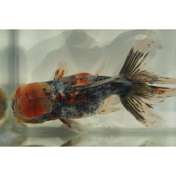 国産金魚　二才伊勢東錦　変わり柄　一点物（全長約13cm 三重県・後藤氏）オス