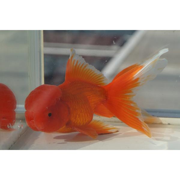 国産 金魚　三才オランダ　素赤　一点物（全長約13cm　飯田産　棚田氏）オス