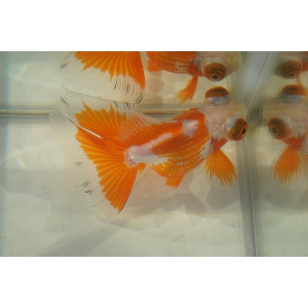 金魚　蝶尾　チョービ 　サラサ柄　一点物（全長約10cm）中国産　