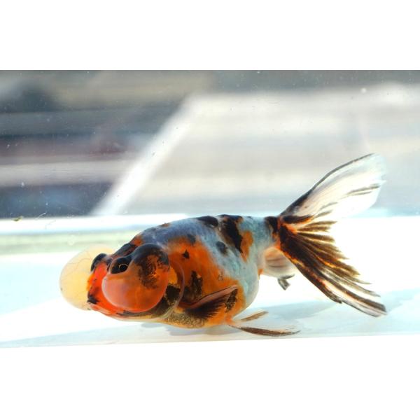 金魚　水泡眼　キャリコ柄　一点物（全長約11cm　中国産）