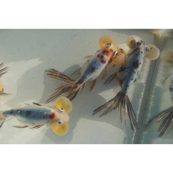 金魚　水泡眼　キャリコ柄　（全長約11cm　中国産）選りなし