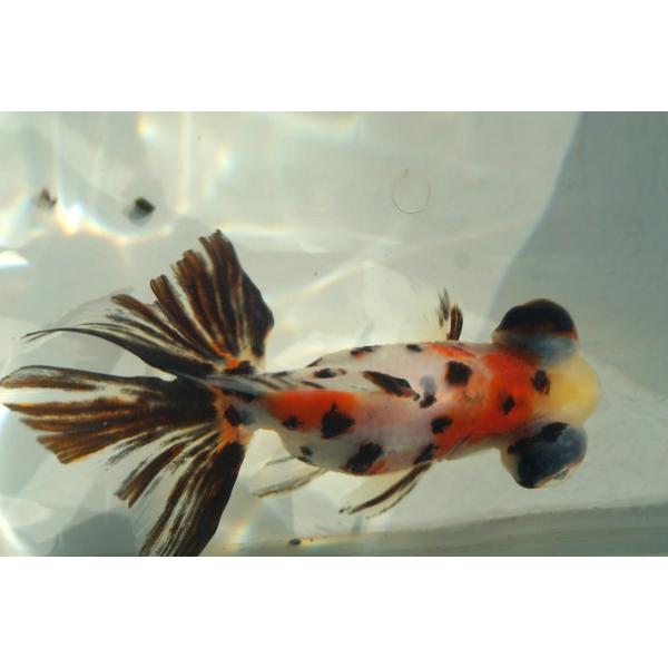 金魚　蝶尾　チョービ 　キャリコ柄　一点物（全長約9cm）中国産　