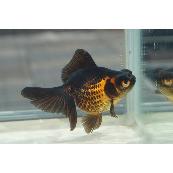 金魚　蝶尾　チョービ 　赤黒柄　一点物（全長約10cm）中国産　メス