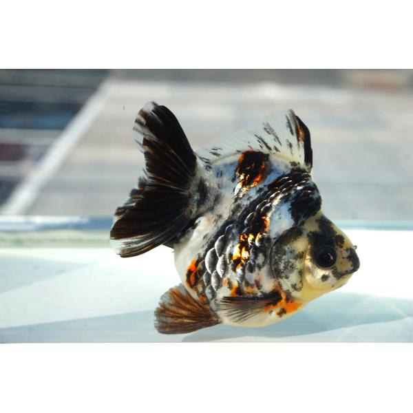 国産金魚　水墨琉金ショートテール　一点物（全長約10cm　三重県産)　オス