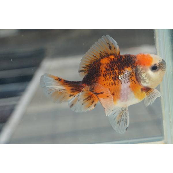 金魚　オランダローズテール　変わり柄　一点物（全長約10cm)　三重県・服部氏　オス