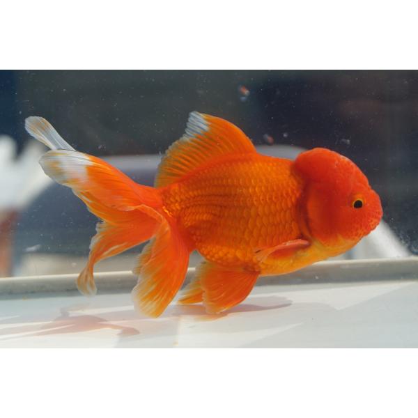 国産金魚　三才オランダ　 赤柄　一点物（全長約13cm　飯田産　棚田氏）オス