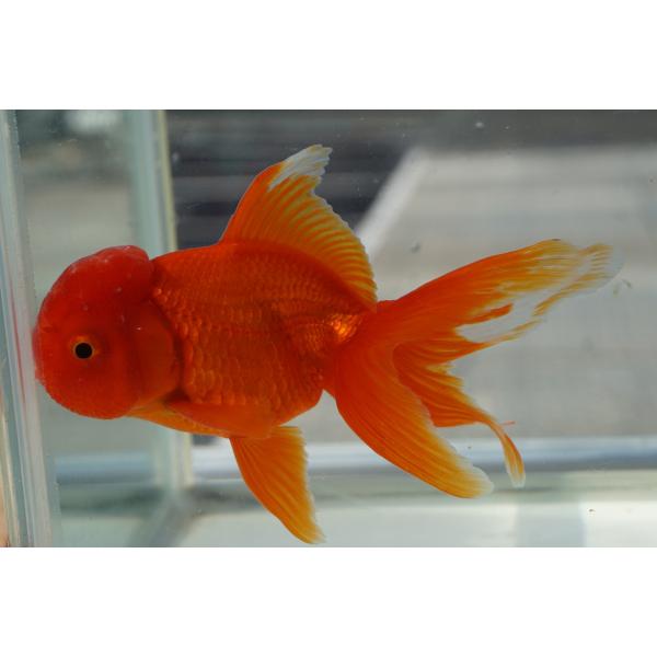 国産金魚　三才オランダ　赤柄　一点物（全長約13cm　飯田産　棚田氏）オス