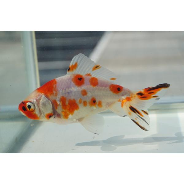 国産金魚　キャリコ和金　二才　一点物（全長約11-12cm）愛知県産　オス