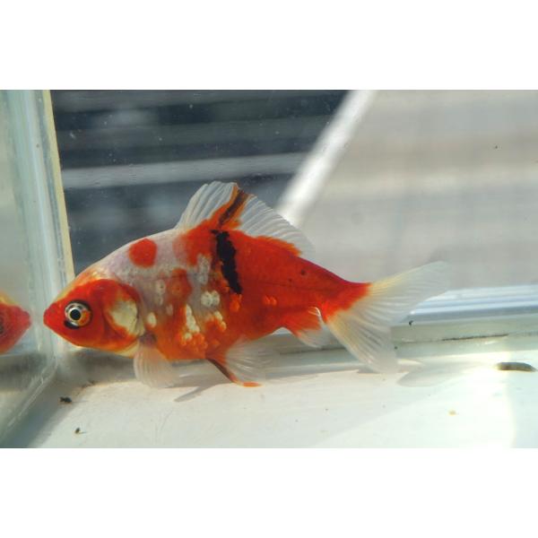 国産金魚　キャリコ和金　二才　一点物（全長約10cm）愛知県産　オス