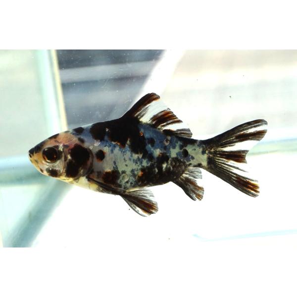 国産金魚　キャリコ和金　二才　一点物（全長約9cm）愛知県産　