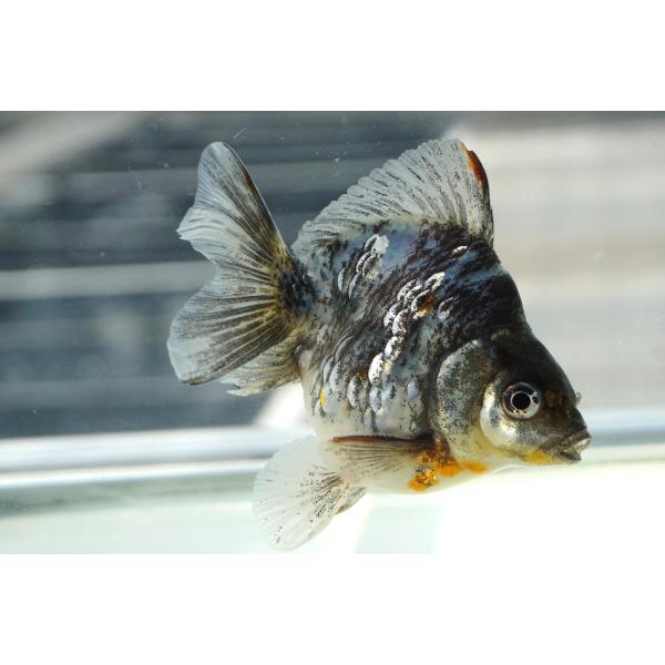 国産金魚　水墨琉金ショートテール　一点物（全長約10cm　三重県産)　オス