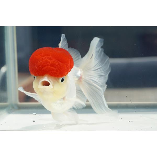 国産 金魚　三才　高頭丹頂　一点物（全長約16cm）飯田産　棚田氏　メス