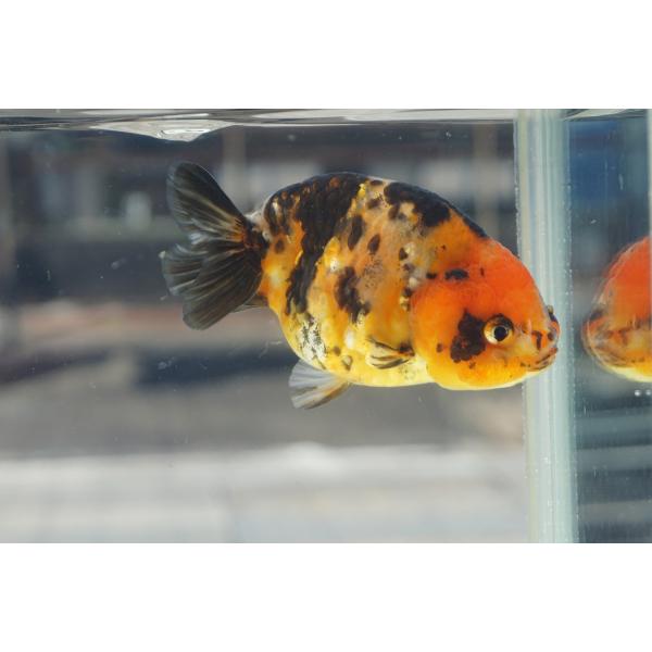 金魚　江戸錦　変わり柄　一点物（全長約12cm）中国産　