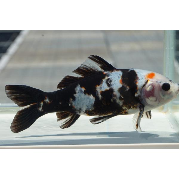 国産金魚　墨朱文金 　一点物（全長約17cm　弥冨産）オス