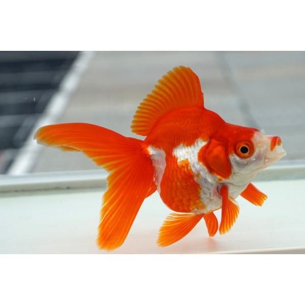 国産金魚　琉金　三才　サラサ　一点物（全長約13cm）産地：飯田市　棚田氏 メス