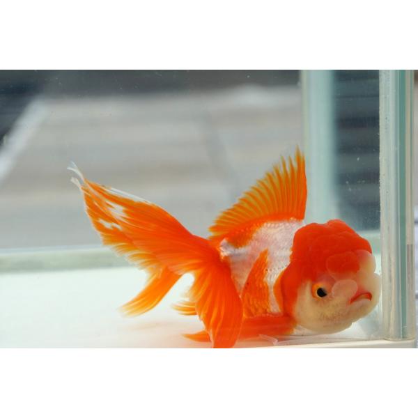 国産金魚　三才オランダ　 サラサ　一点物（全長約12cm　飯田産　棚田氏）オス