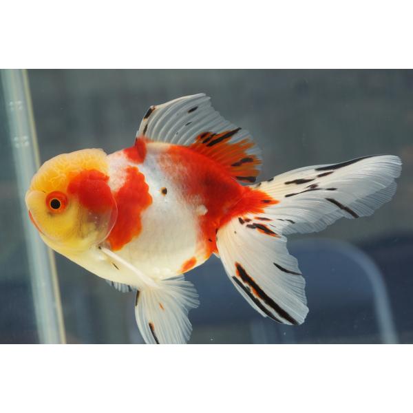 国産　金魚　三才東錦　一点物（全長約15cm 飯田産・棚田氏）オス