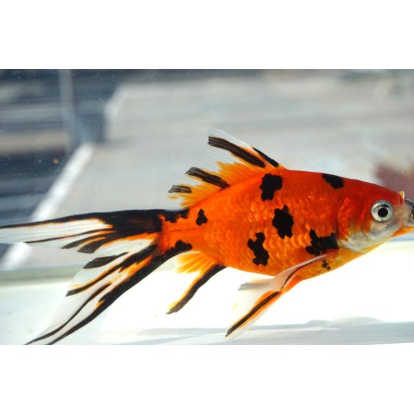 国産金魚　朱文金　変わり柄　一点物（全長約17cm　弥冨産）オス