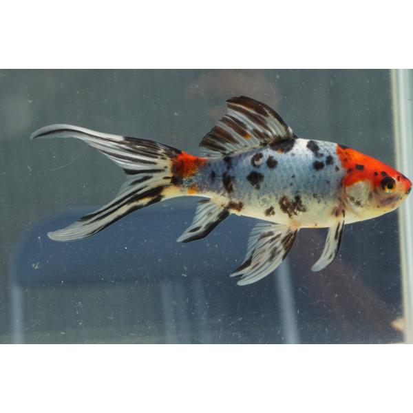 国産金魚　朱文金（全長約17cm　弥冨産）　一点物　メス