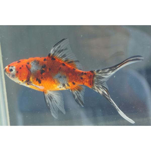 国産金魚　朱文金（全長約13cm　弥冨産）　一点物　メス