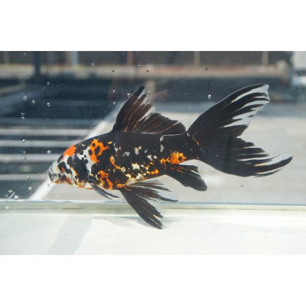 国産金魚　三才墨朱文金 　一点物（全長約17cm　長尾氏）オス