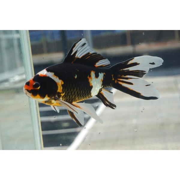 国産金魚　三才墨朱文金 　一点物（全長約17cm　長尾氏）オス