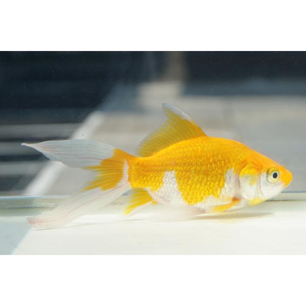 国産金魚　キラキラコメット　一点物（全長約1１cm　弥冨産）